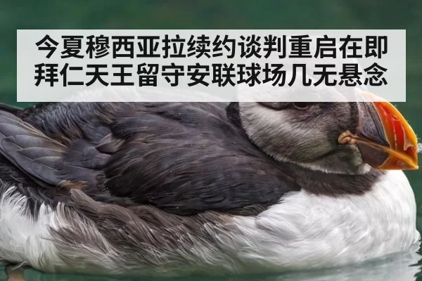 今夏穆西亚拉续约谈判重启在即 拜仁天王留守安联球场几无悬念